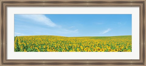 Framed Field of sunflower with blue sky Print