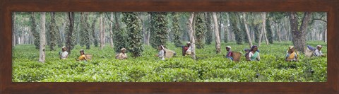 Framed Tea harvesting, Assam, India Print