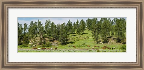 Framed Horses on roundup, Billings, Montana, USA Print