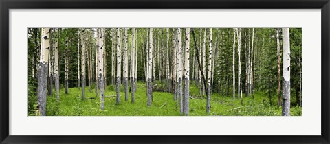 Framed Aspen Trees Banff, Alberta, Canada Print