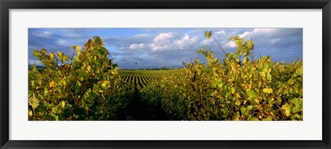 Framed Low angle view of vineyard and windmill, Napa Valley, California, USA Print