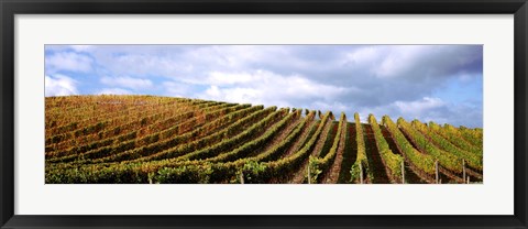 Framed Rows of vines with leaves, Napa Valley, California, USA Print