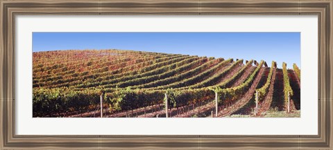 Framed Rows of vines on a hill, Napa Valley, California, USA Print