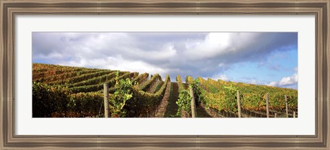 Framed Cloudy skies over a vineyard, Napa Valley, California, USA Print