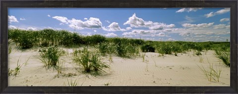 Framed Grass among the dunes, Crane Beach, Ipswich, Essex County, Massachusetts, USA Print