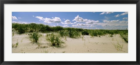 Framed Grass among the dunes, Crane Beach, Ipswich, Essex County, Massachusetts, USA Print