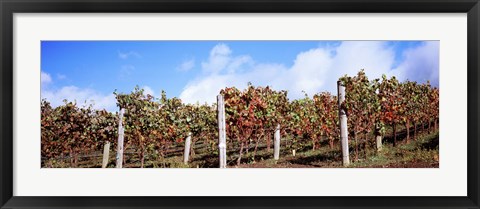 Framed Vines in a vineyard, Napa Valley, Wine Country, California, USA Print