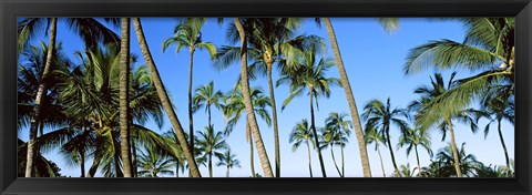 Framed Low angle view of palm trees, Oahu, Hawaii, USA Print