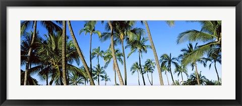 Framed Low angle view of palm trees, Oahu, Hawaii, USA Print