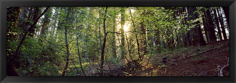 Framed Dogwood trees in a forest, Sequoia National Park, California, USA Print