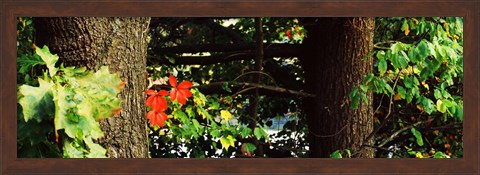 Framed Red Maple Leaves, Connecticut Print