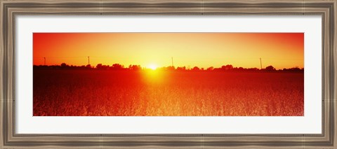 Framed Soybean field at sunset, Wood County, Ohio, USA Print