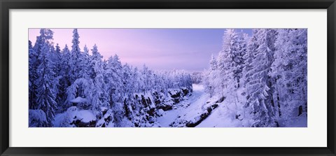 Framed Snow covered trees in a forest, Imatra, Finland Print