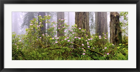 Framed Rhododendron flowers in a forest, Del Norte Coast State Park, Redwood National Park, Humboldt County, California, USA Print