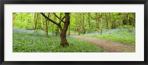 Framed Bluebells growing in a forest, Woolley Wood, Sheffield, South Yorkshire, England Print