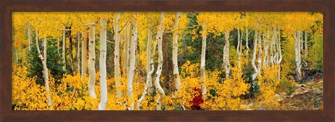 Framed Aspen Trees in Autumn, Dixie National Forest, Utah Print