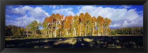 Framed Aspen Trees in the Fall, Utah Print