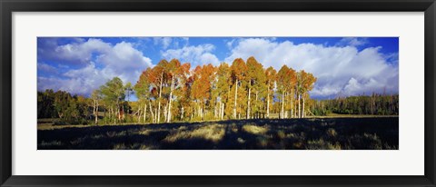 Framed Aspen Trees in the Fall, Utah Print