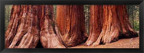 Framed Trees at Sequoia National Park, California, USA Print