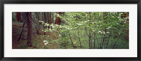 Framed Flowering dogwood in bloom at sunrise, Sequoia National Park, California, USA Print