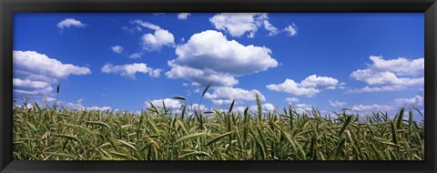 Framed Rye field, Baden-Wurttemberg, Germany Print