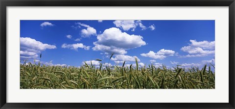 Framed Rye field, Baden-Wurttemberg, Germany Print