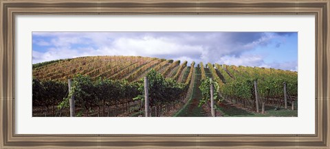 Framed Vines shedding their leaves, Napa Valley, California, USA Print