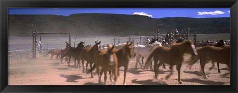 Framed Close up of Horses running in a field, Colorado Print