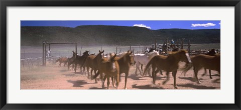 Framed Close up of Horses running in a field, Colorado Print