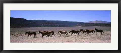 Framed Horses running in a field, Colorado Print