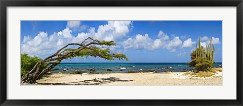 Framed Divi divi tree (Caesalpinia Coriaria) at the coast, Aruba Print