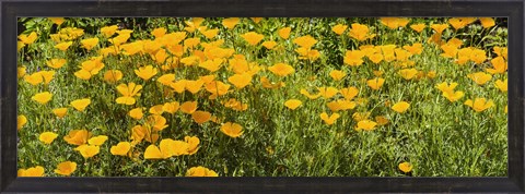 Framed California poppies (Eschscholzia californica) in bloom Print