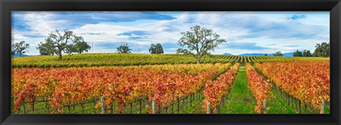 Framed Autumn color vineyards, Guerneville Road, Sonoma County, California, USA Print