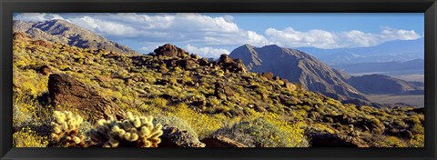 Framed Wildflowers on rocks, Anza Borrego Desert State Park, Borrego Springs, San Diego County, California, USA Print