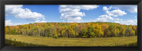 Framed Autumn Trees in New York Print