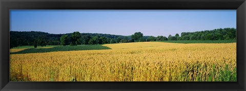 Framed Field Crop, Maryland, USA Print