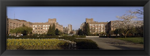 Framed Trees in the lawn of a university, University of Washington, Seattle, King County, Washington State, USA Print