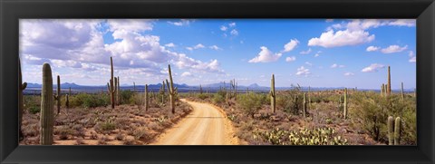 Framed Road, Saguaro National Park, Arizona, USA Print