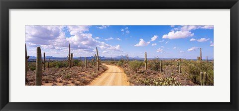 Framed Road, Saguaro National Park, Arizona, USA Print