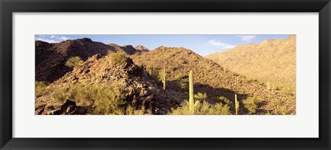 Framed Cactus plants on a landscape, Sierra Estrella Wilderness, Phoenix, Arizona, USA Print