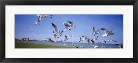 Framed Flock of seagulls flying on the beach, New York State, USA Print