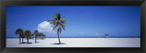 Framed Palm Trees in Miami Print