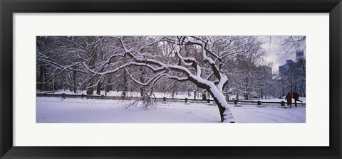 Framed Trees covered with snow in a park, Central Park, New York City, New York state, USA Print