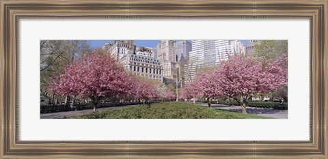 Framed Cherry Trees, Battery Park, NYC, New York City, New York State, USA Print