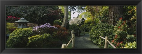 Framed Plants in a garden, Japanese Tea Garden, San Francisco, California, USA Print