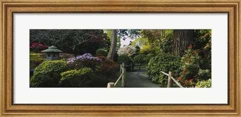 Framed Plants in a garden, Japanese Tea Garden, San Francisco, California, USA Print