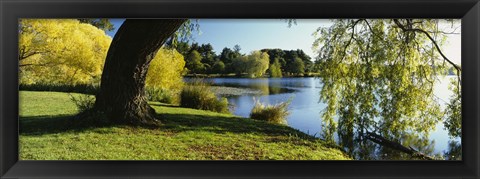 Framed Willow Tree By A Lake, Green Lake, Seattle, Washington State, USA Print