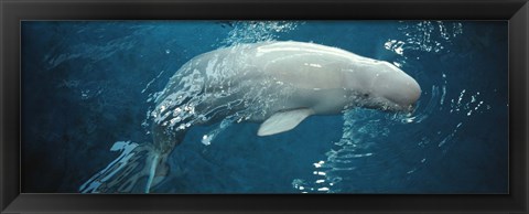 Framed Close-up of a Beluga whale in an aquarium, Shedd Aquarium, Chicago, Illinois, USA Print