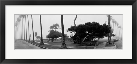 Framed Palm Trees And Fog, San Diego, California Print