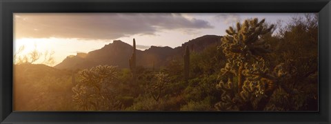 Framed Cholla Cactus in a field, Phoenix, Maricopa County, Arizona, USA Print